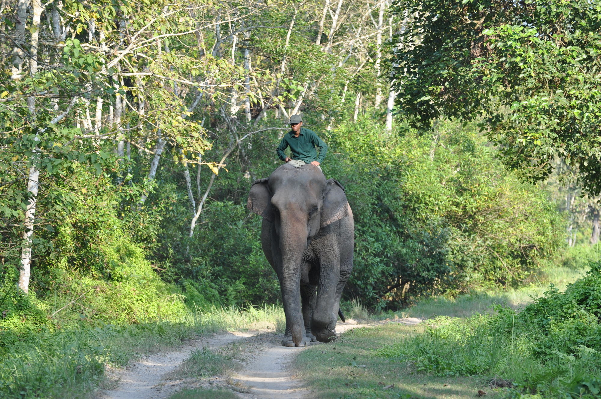Ama Garden Sauraha Exterior foto